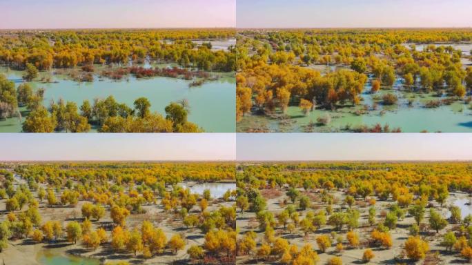 新疆鸟瞰图绿黄色树林景观景点沙漠绿洲