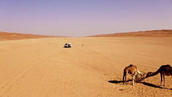 阿曼沙漠中的空中游客和野生骆驼