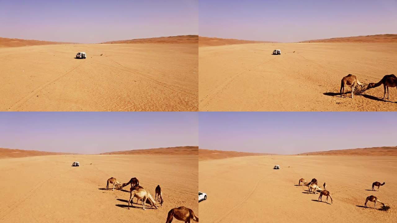阿曼沙漠中的空中游客和野生骆驼