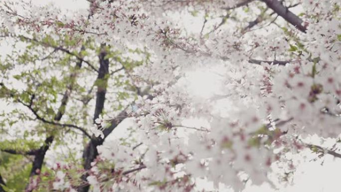日本樱花树枝花朵春天