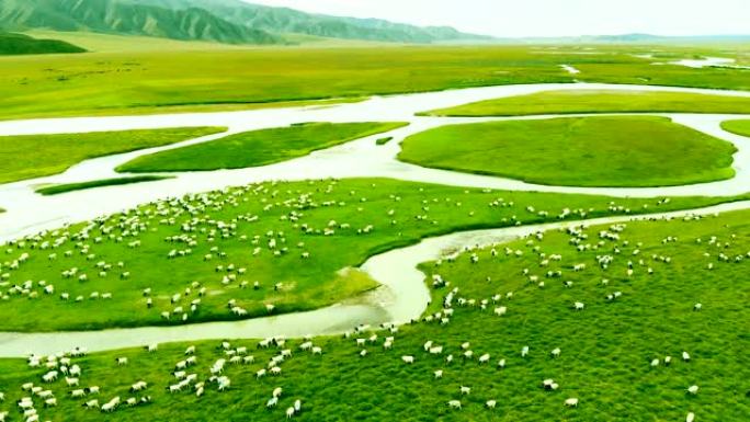 鸟瞰河景与养羊场羊群大草原内蒙古