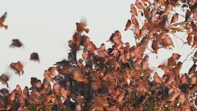 日落时分，纳米比亚埃托沙国家公园，一大群红嘴奎莱人在树上栖息的慢动作视图