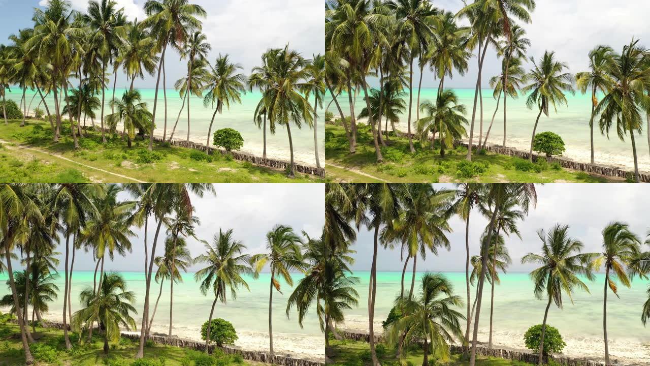 桑给巴尔海滩上的空中椰树