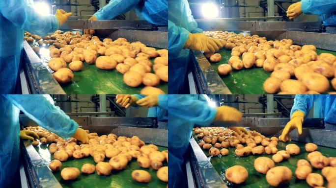 人们在食品厂工作，切干净的土豆。