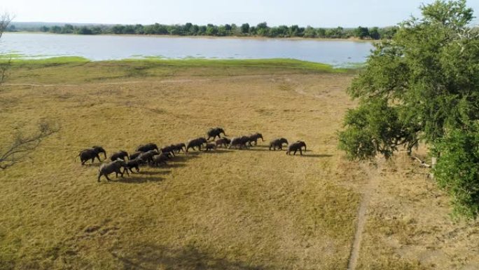在津巴布韦的河岸上行走的一群大象的鸟瞰图