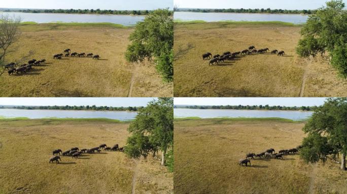 在津巴布韦的河岸上行走的一群大象的鸟瞰图