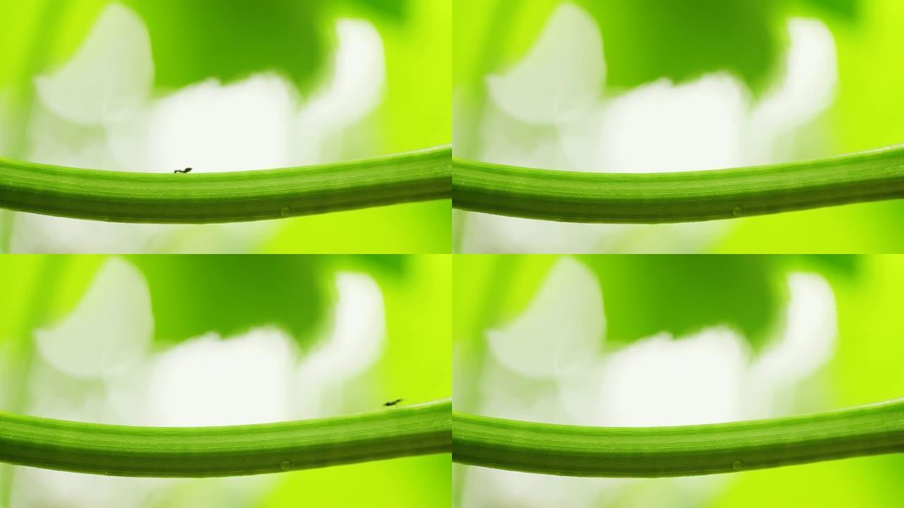 蚂蚁爬藤的特写蚂蚁在植物上爬行夏天夏至