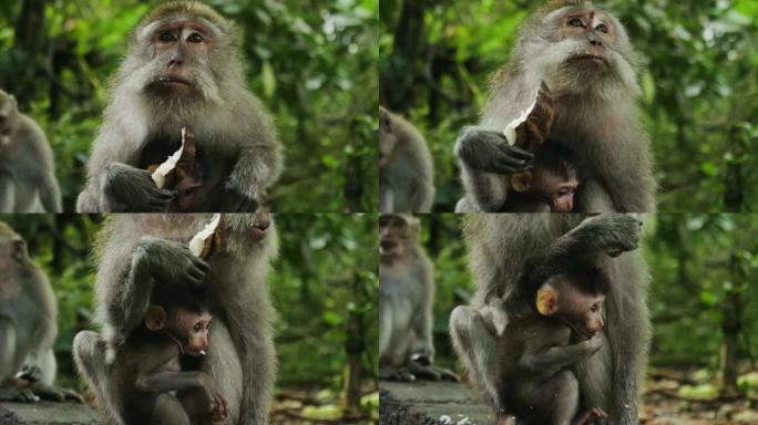 猴子带着幼崽，绿色猕猴在怀里喂养幼崽。特写。一只猴子沉浸在周围大自然的绿色中。