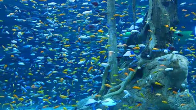 大量的小鱼海洋馆鱼群族群