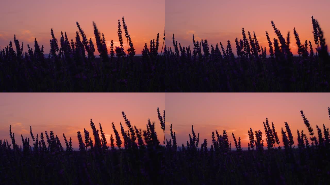 特写:紫色的薰衣草田在日落后被轻轻照亮。
