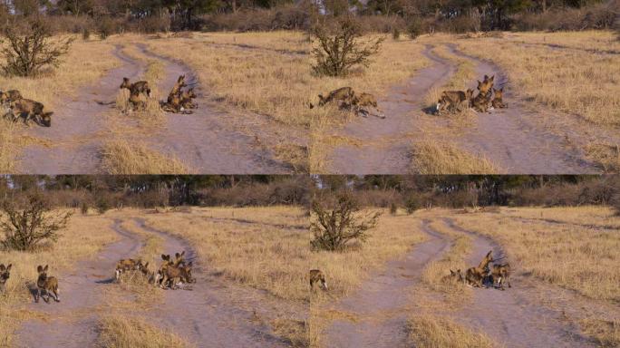博茨瓦纳奥卡万戈三角洲，一群非洲野狗带着幼崽躺在车辆的沙道上