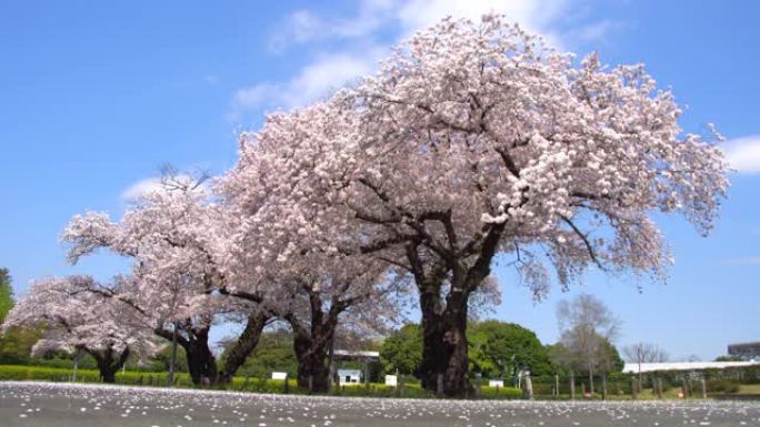 日本东京公园的樱花或樱花树