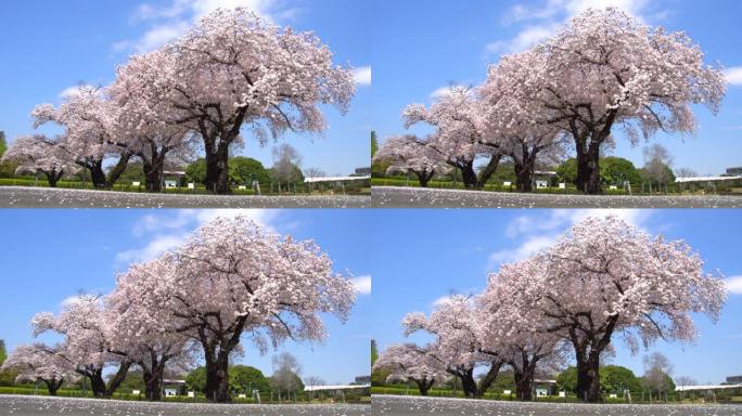 日本东京公园的樱花或樱花树