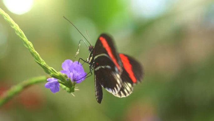 黑色和红色的热带蝴蝶以紫罗兰的花朵为食，然后飞走。慢动作镜头