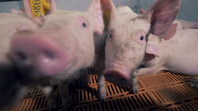 破小猪挤在镜头前肉猪猪苗防疫