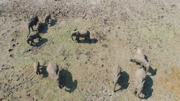 4k直下鸟瞰在津巴布韦荒野中行走的一群大象