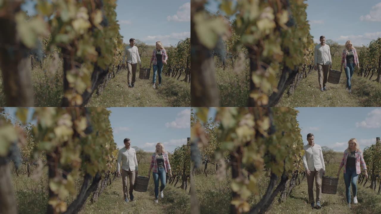 年轻夫妇收获新鲜葡萄