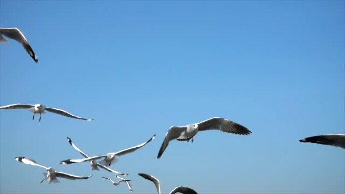 海鸥野生动物草原生态飞翔飞鸟