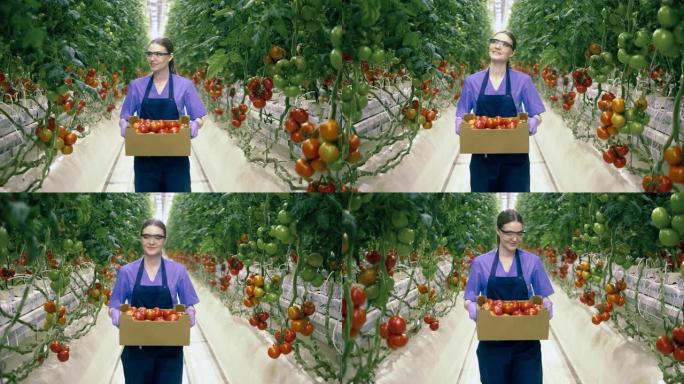 微笑的女人带着西红柿走在温室里。