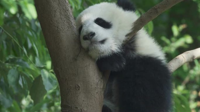 熊猫熊宝宝睡在树上