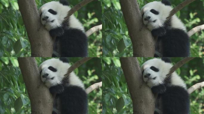 熊猫熊宝宝睡在树上