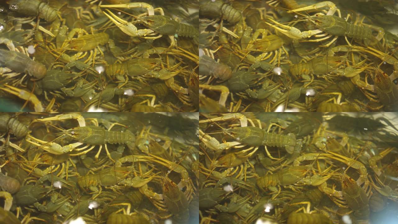 海鲜市场鱼缸中的活小龙虾