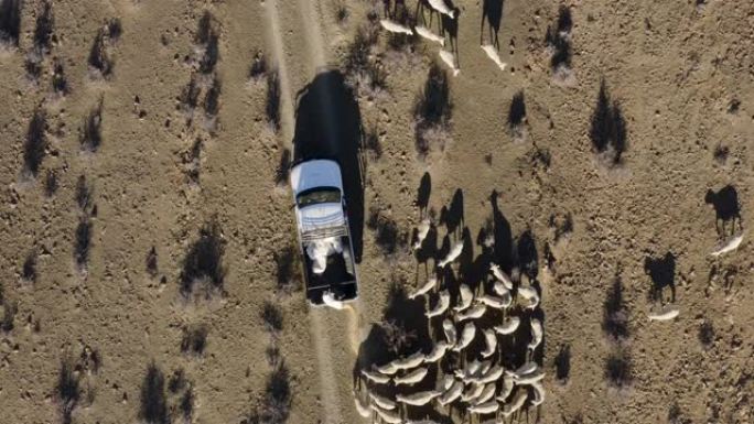 饥饿的绵羊跟随一辆农民车辆，由于气候变化和全球变暖造成的干旱，该车辆正在抛出补充饲料