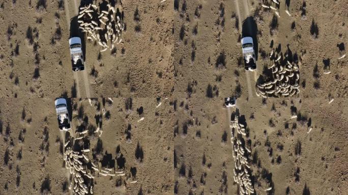 饥饿的绵羊跟随一辆农民车辆，由于气候变化和全球变暖造成的干旱，该车辆正在抛出补充饲料