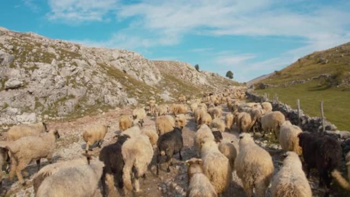 WS羊群去牧场田园风光山丘山间畜牧业