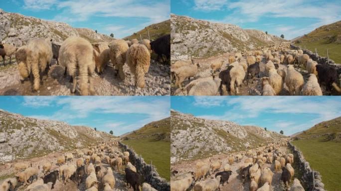 WS羊群去牧场田园风光山丘山间畜牧业