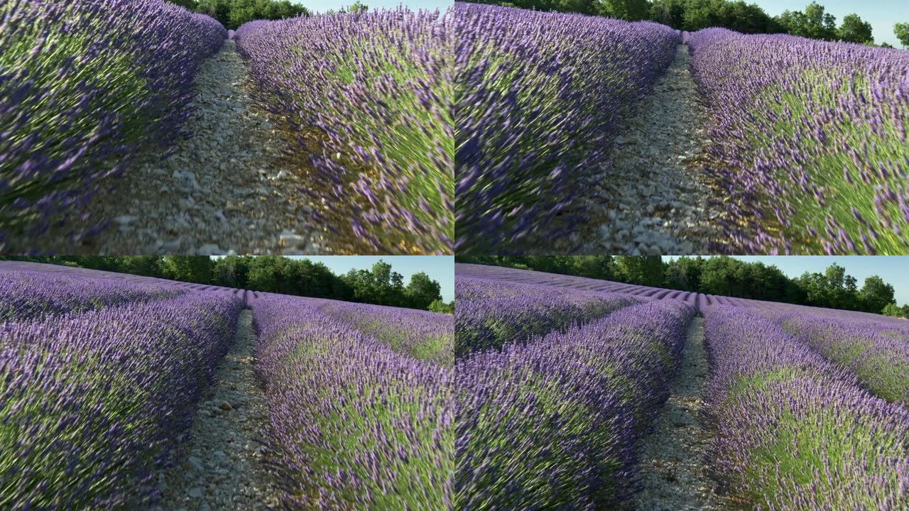 在法国普罗旺斯的薰衣草田的万向镜头。4K, UHD