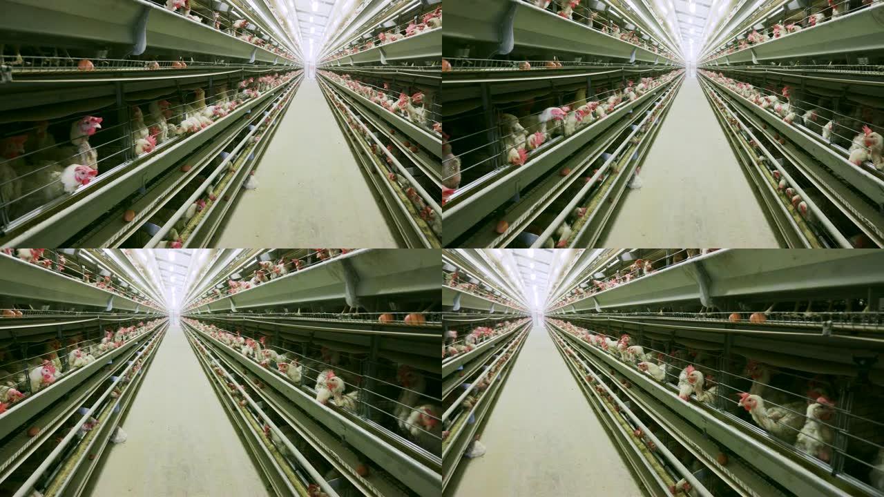 大型电池蛋鸡生产农场4k平移视图