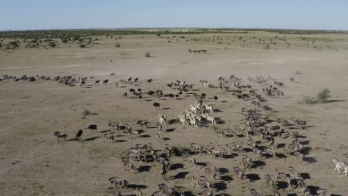 一群骑马者的鸟瞰图，在博茨瓦纳的Makgadikgadi平底锅中观看一大群斑马和牛羚
