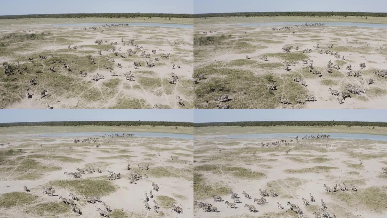 博茨瓦纳Makgadikgadi Pans的水坑中迁徙的斑马群的鸟瞰图