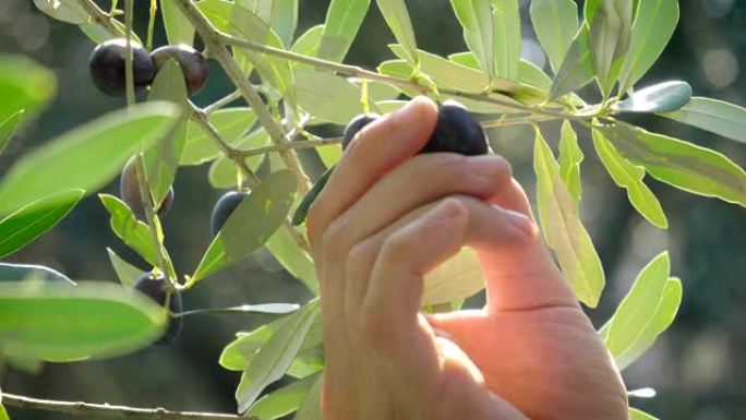 经验丰富的农民的手在将橄榄带到破碎机之前，先拿一些橄榄取油以检查质量