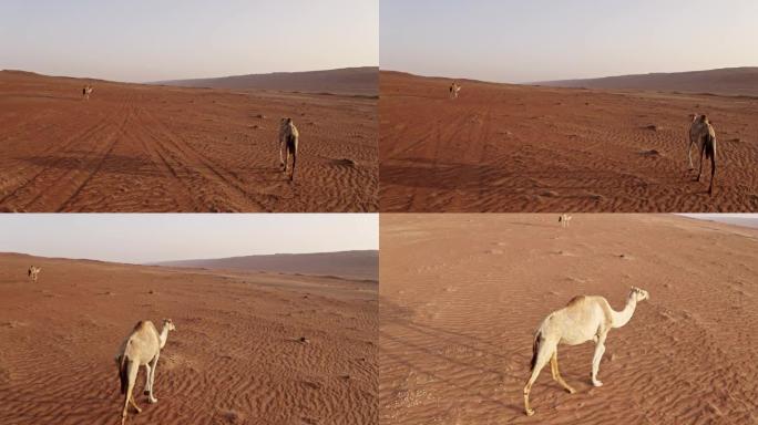 空中野生骆驼在阿曼的沙漠中行走