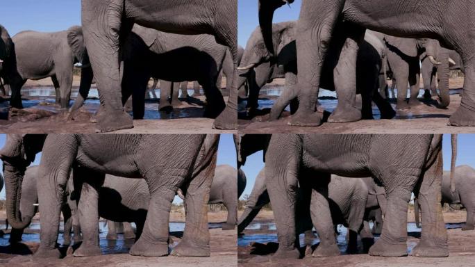博茨瓦纳，一小群大象在水坑里喝酒的4k特写低角度裁剪视图，背后是蓝天