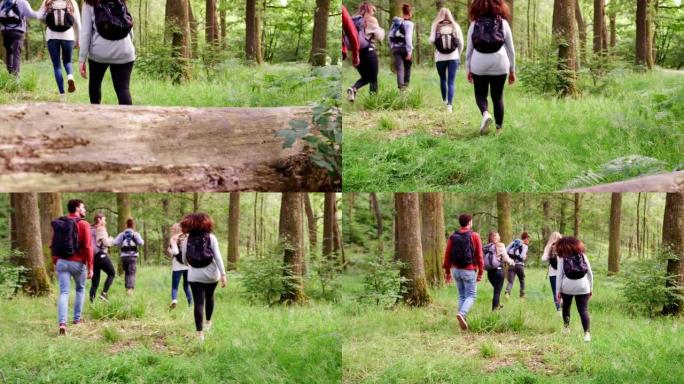 一个由五个年轻成年朋友组成的多种族团体在远足期间在森林中行走，后视图