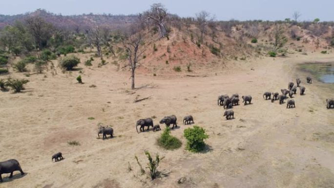 在津巴布韦的一条河里喝酒后走进丛林的一大群大象的4k空中特写镜头