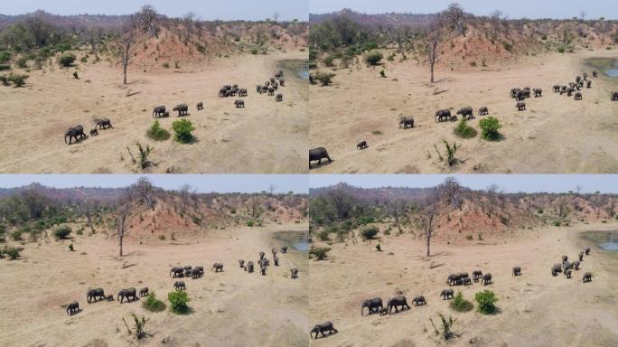 在津巴布韦的一条河里喝酒后走进丛林的一大群大象的4k空中特写镜头