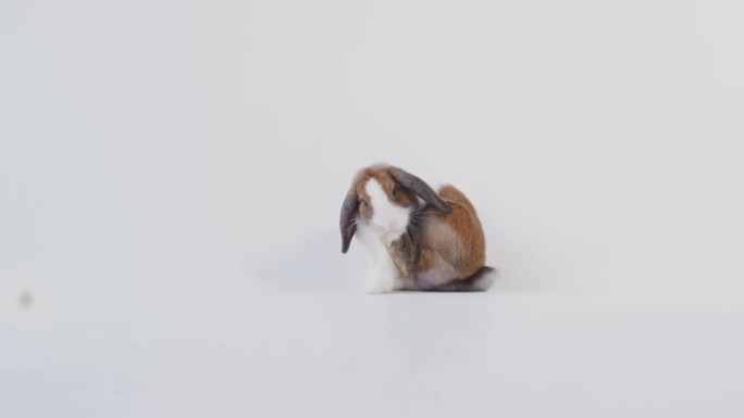 工作室肖像微型棕色和白色翻牌耳兔清洁自己在白色背景