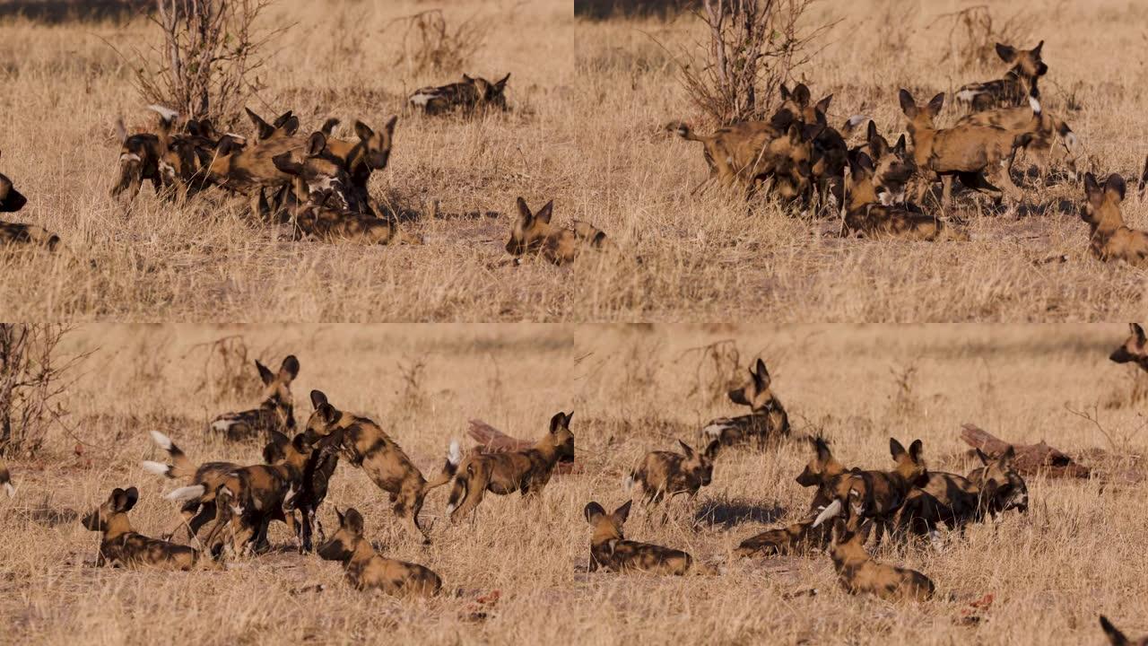 在博茨瓦纳的奥卡万戈三角洲，非洲野狗幼崽玩耍和互动的特写镜头