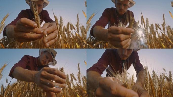 一名农民在田间对小麦进行质量控制