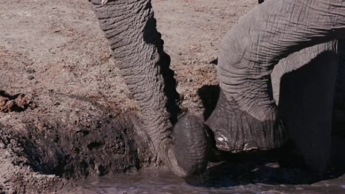 博茨瓦纳挖掘富含矿物质的泥浆的大象树干的4k特写镜头