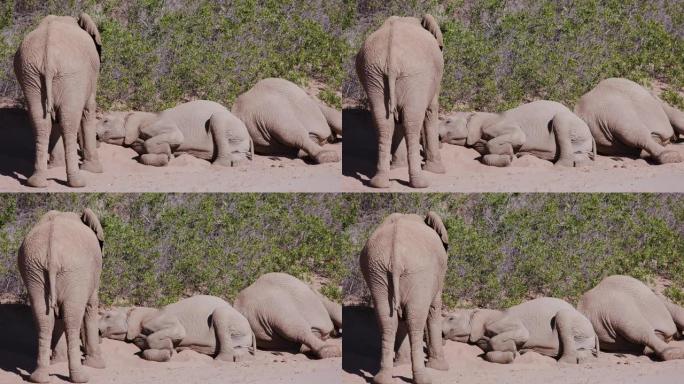 在纳米比亚纳米布沙漠的Hoanib山谷的柔软沙滩上，一只沙漠大象站着，而其他大象则躺着睡觉的4k不寻