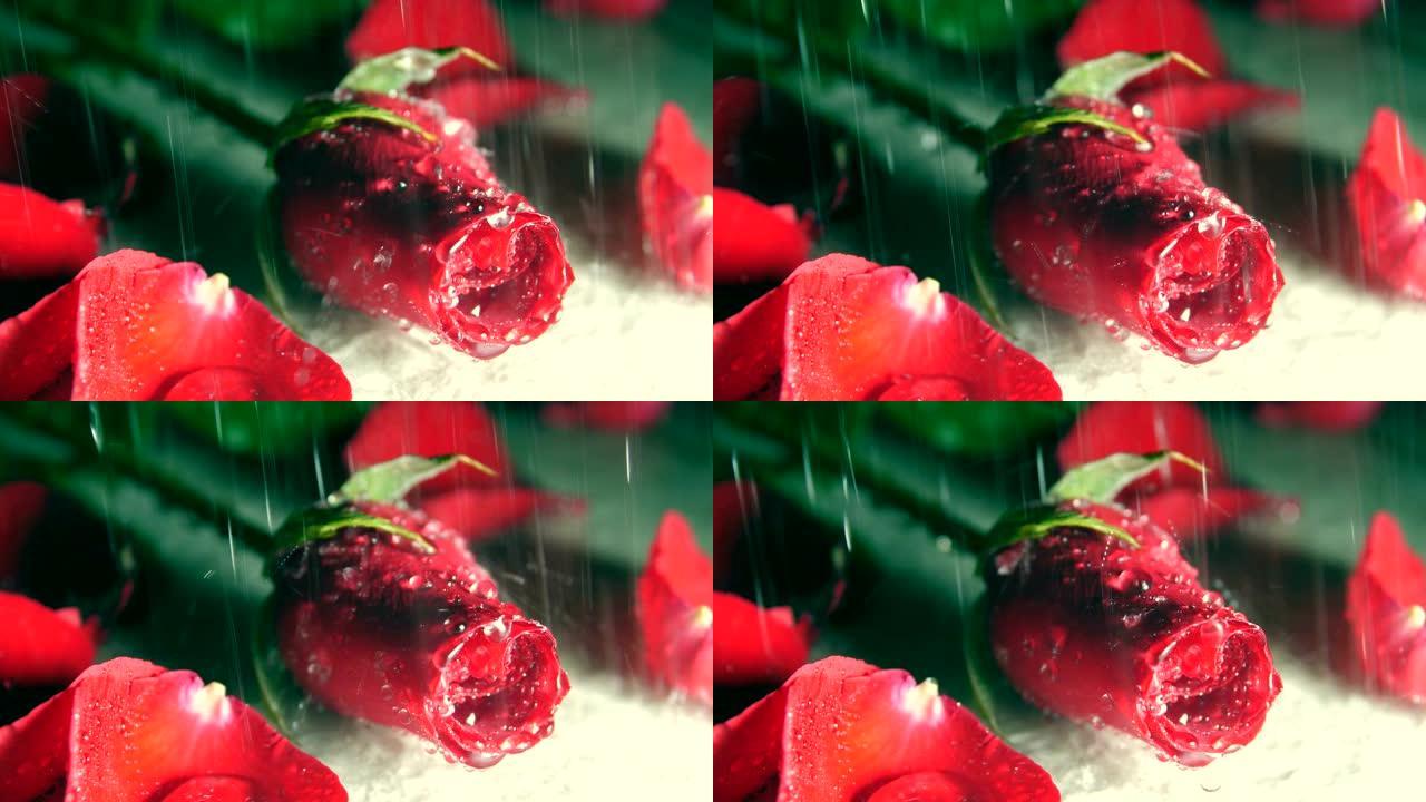 雨中的红玫瑰