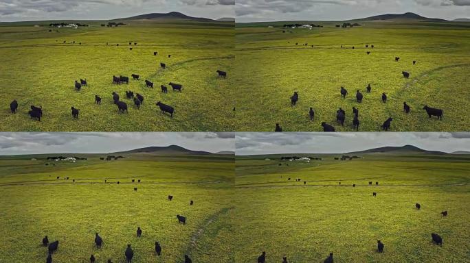 南非开普敦草原上的奶牛的航拍视频