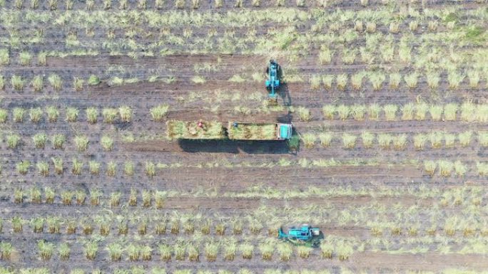 鸟瞰图收获机砍伐成熟的甘蔗作物，准备运输和精制