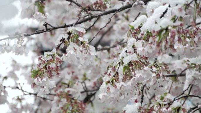 盛开的季节雪和樱花