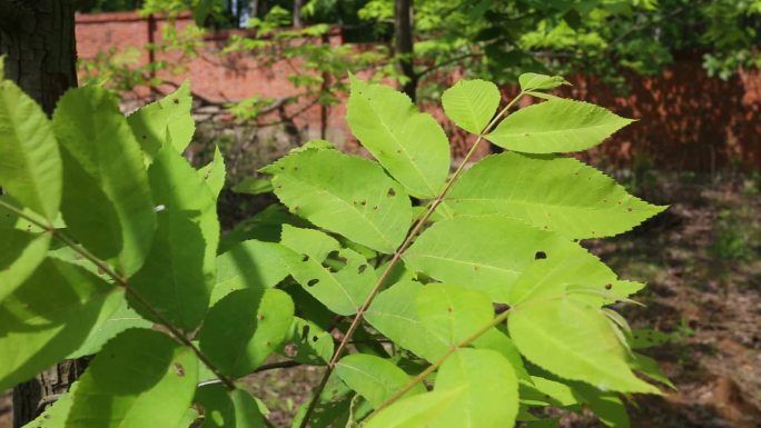 核桃缀叶螟 危害症状 叶片 卵